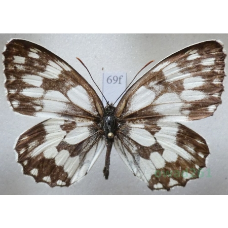 Melanargia galathea (Linnaeus, 1758) male Polowiec szachownica Czech69f
